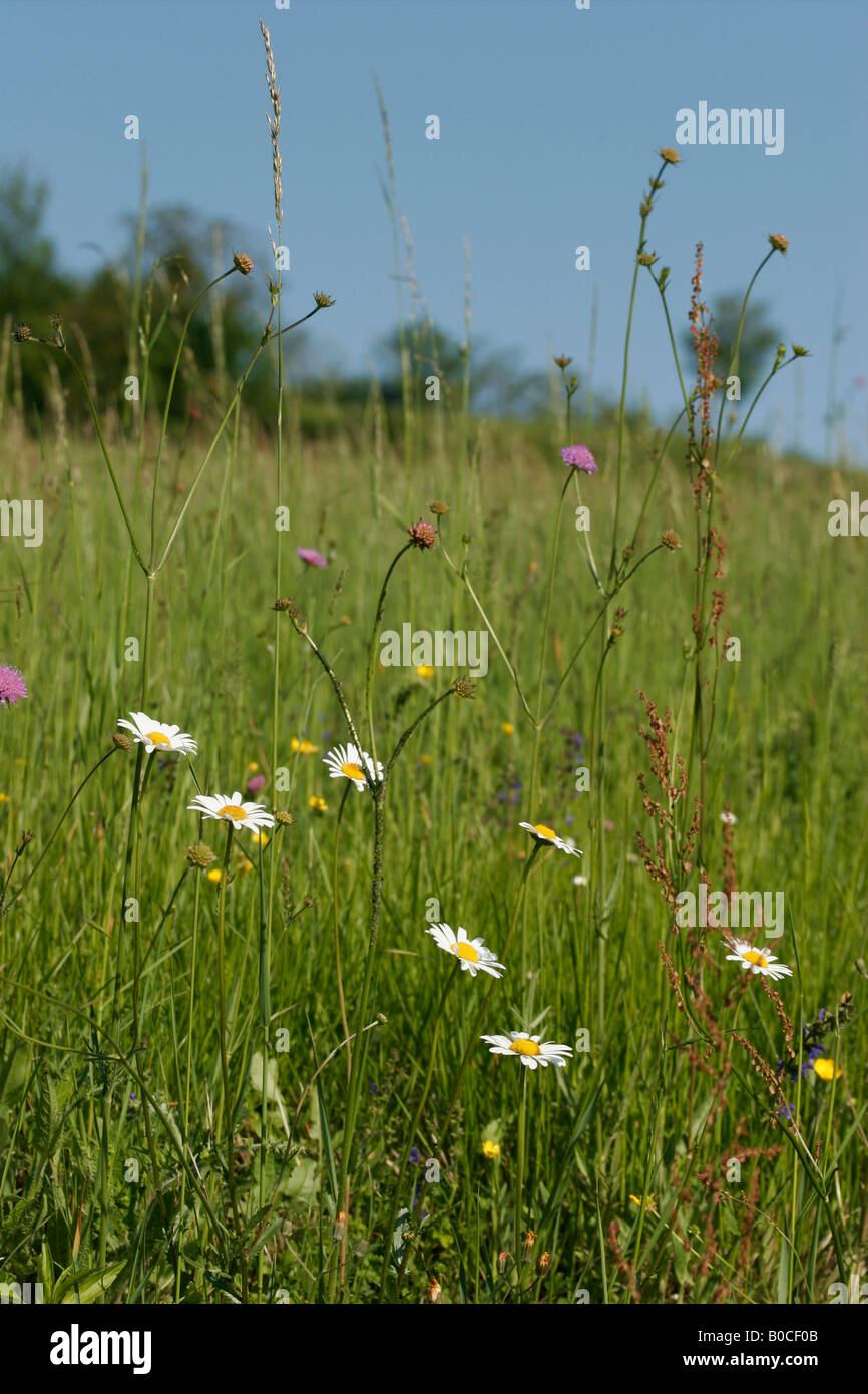 Flowers in the Turin hill. Vernone, Italy. Stock Photo