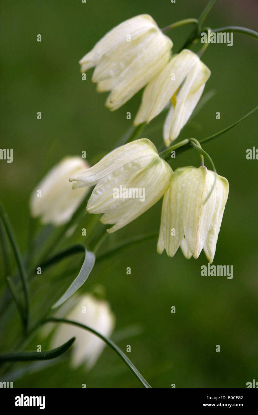White 'Snakes Head' Fritillary [Fritillaria meleagris], 'close up' of wild flowers growing in field, England, UK Stock Photo