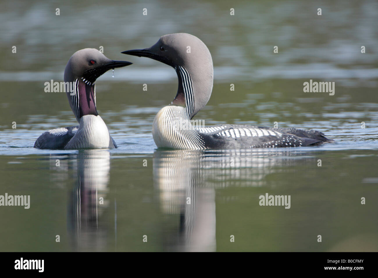 Bird admiration hi-res stock photography and images - Alamy