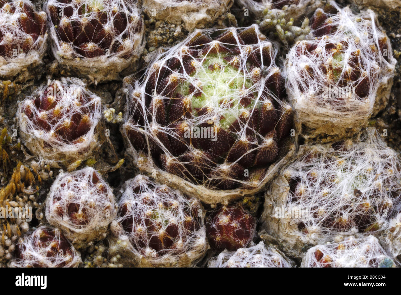 Sempervivum arachnoideum semprevivo piante foglie basali plants Valnontey Parco Nazionale Gran Paradiso Valle d'Aosta Italia Stock Photo