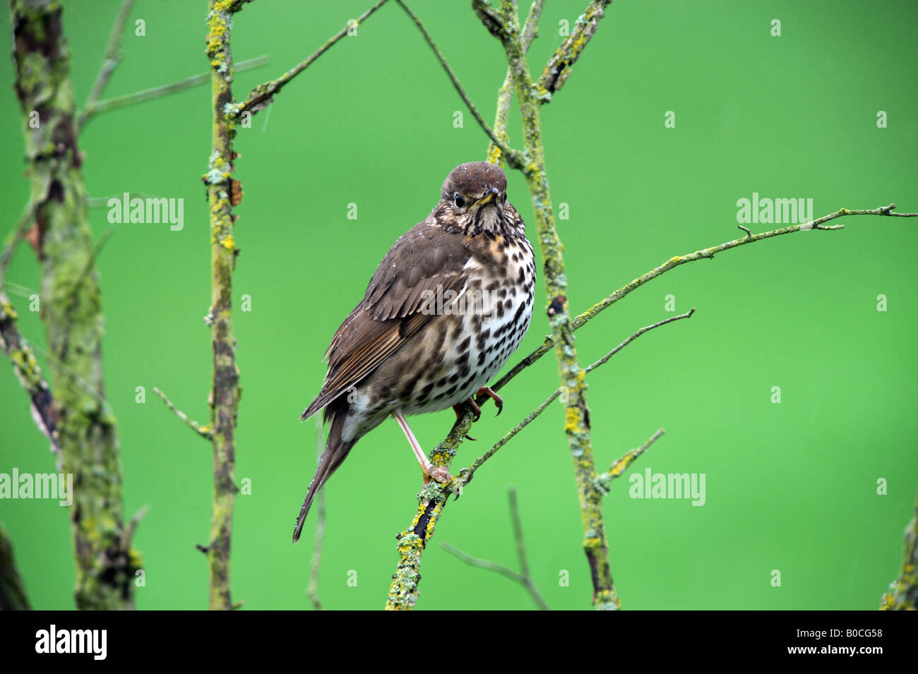 Song Thrush uk Stock Photo - Alamy