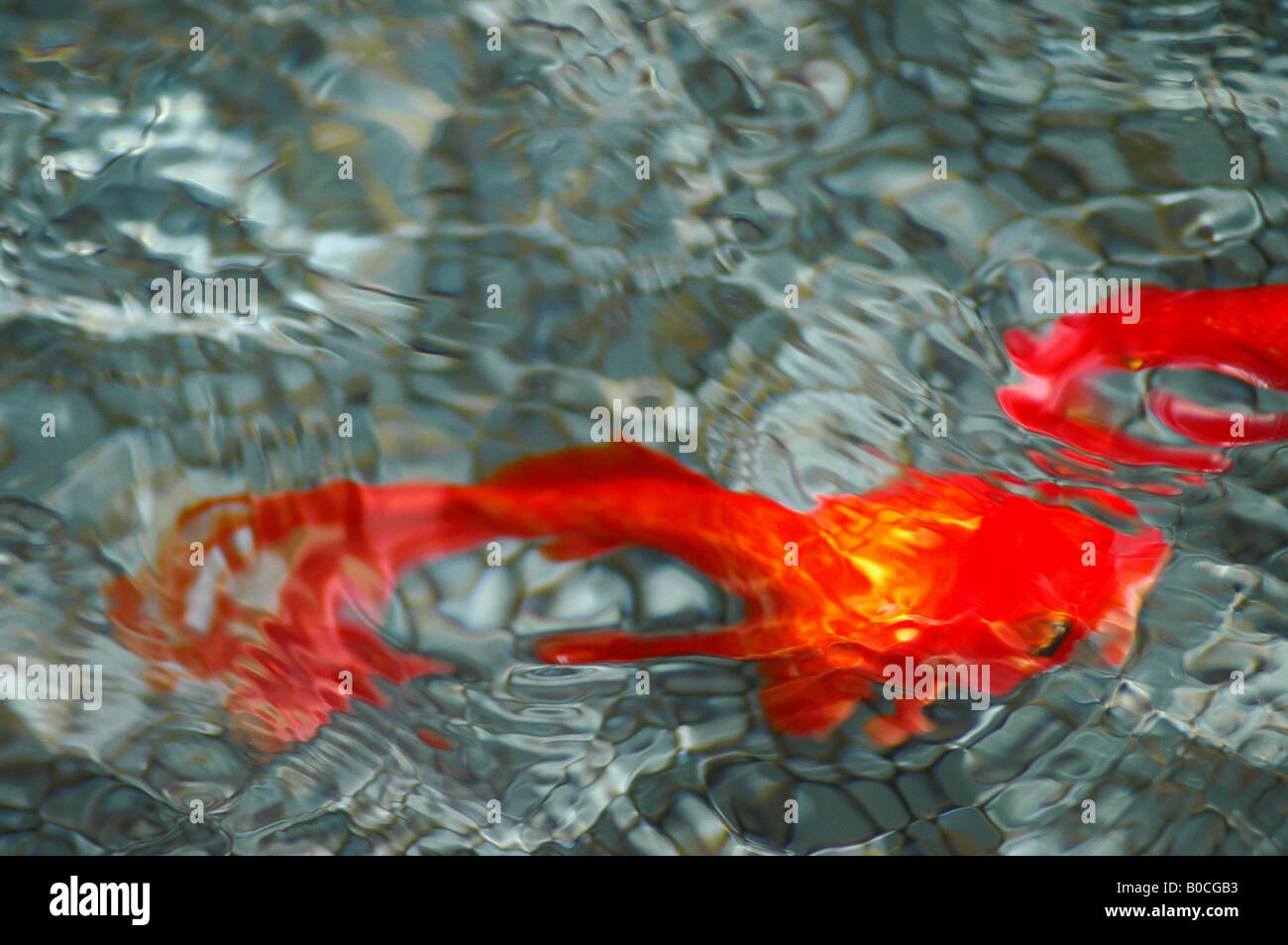 refracted image of red fish Stock Photo