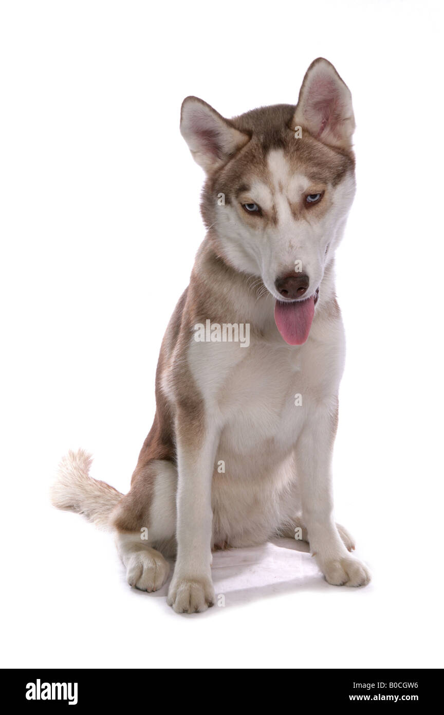 Siberian Husky Dog Single Adult Female Sitting in a Studio Stock Photo
