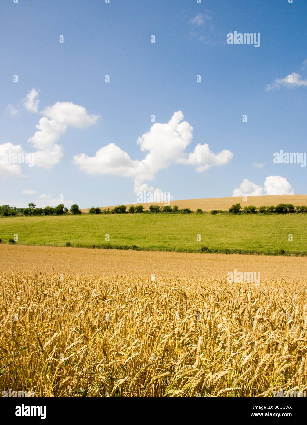 A field of ripe wheat with blue sky and clouds Stock Photo - Alamy