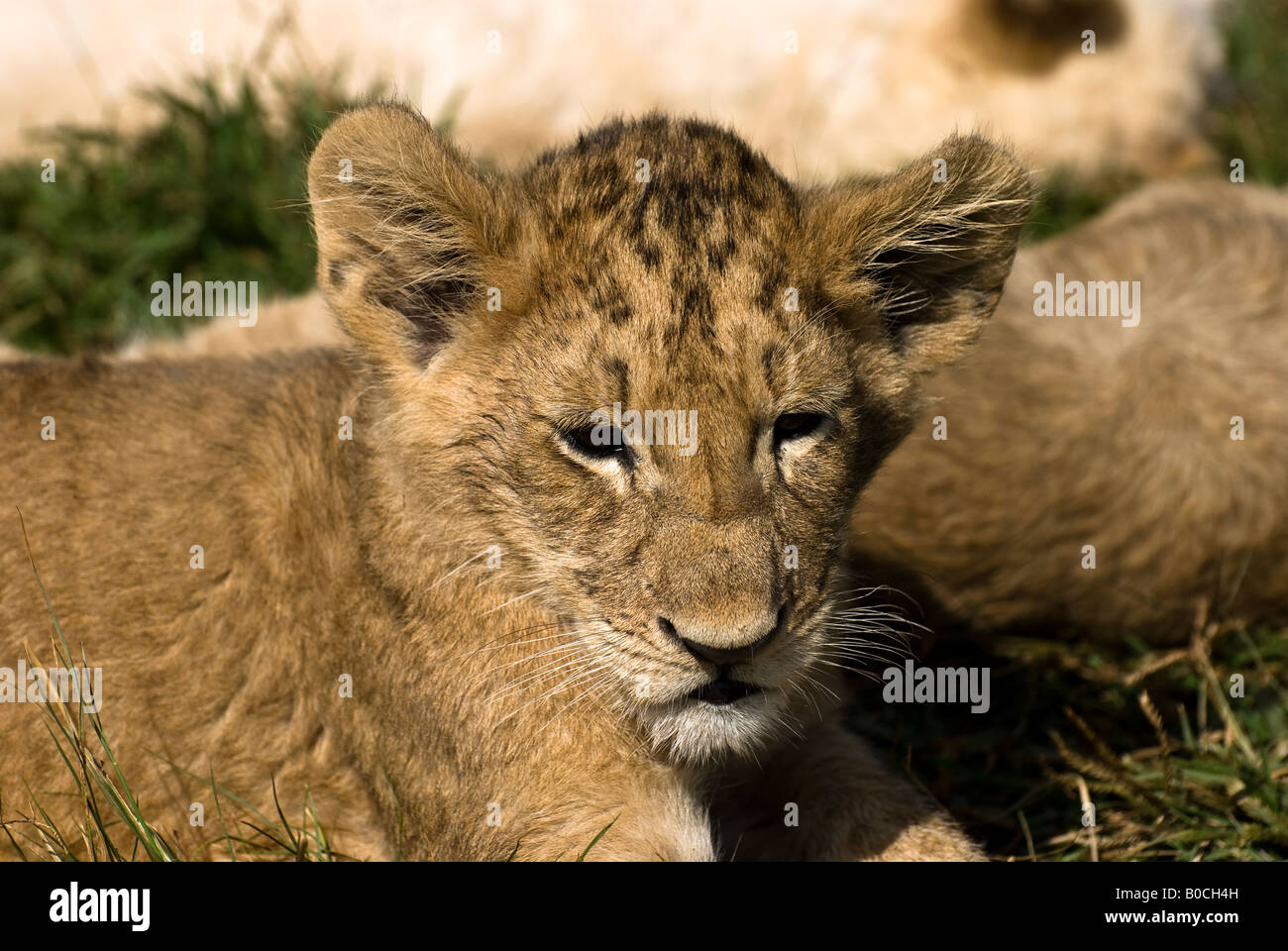 Lion Cub head shot Stock Photo
