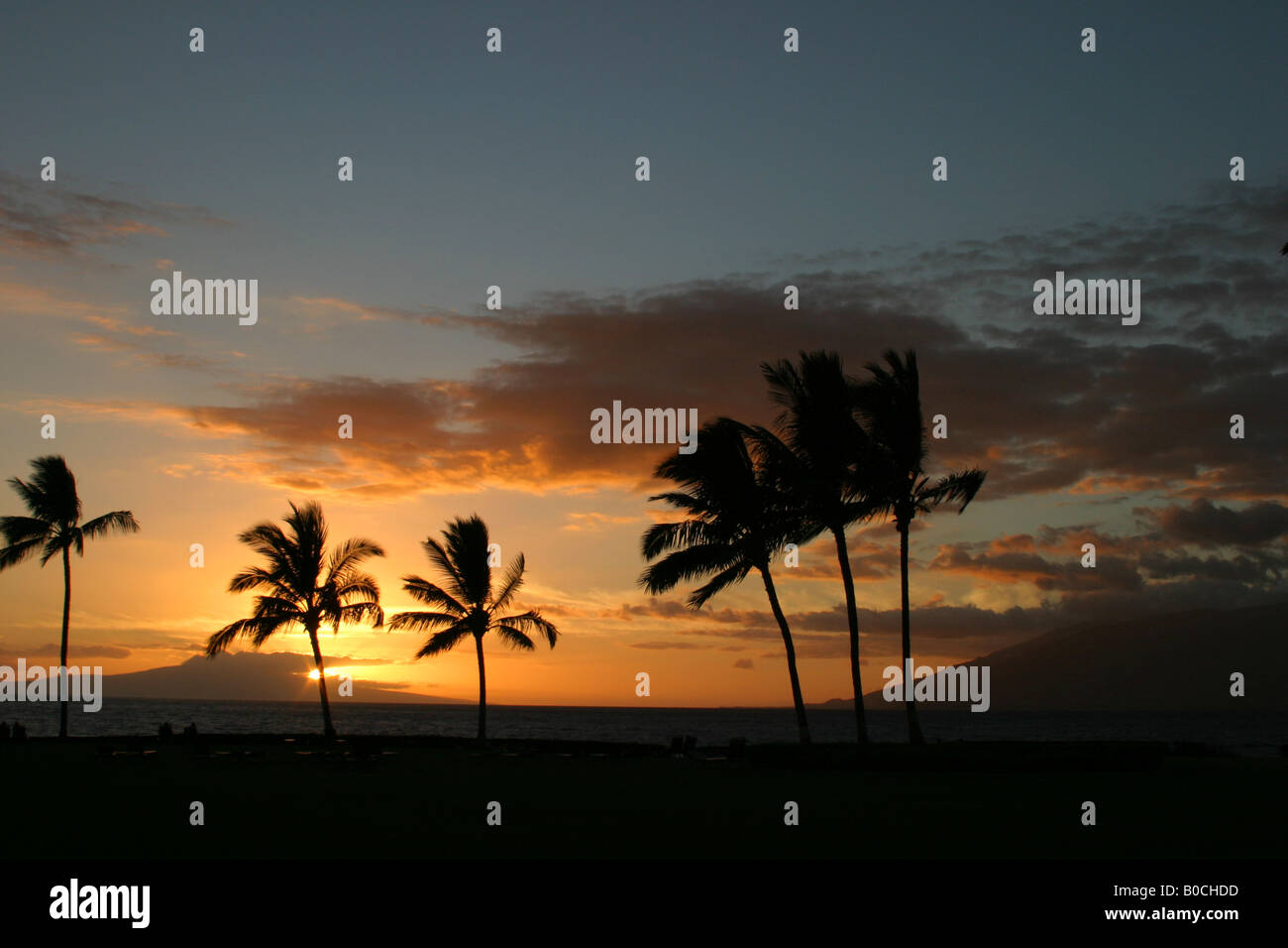 Hawaii palm trees at sunset Stock Photo - Alamy