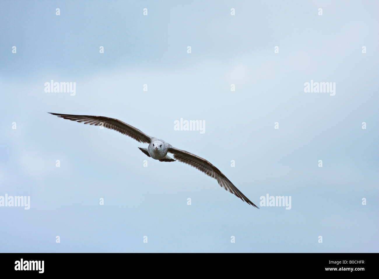 Juvenile herring gull in flight Stock Photo Alamy