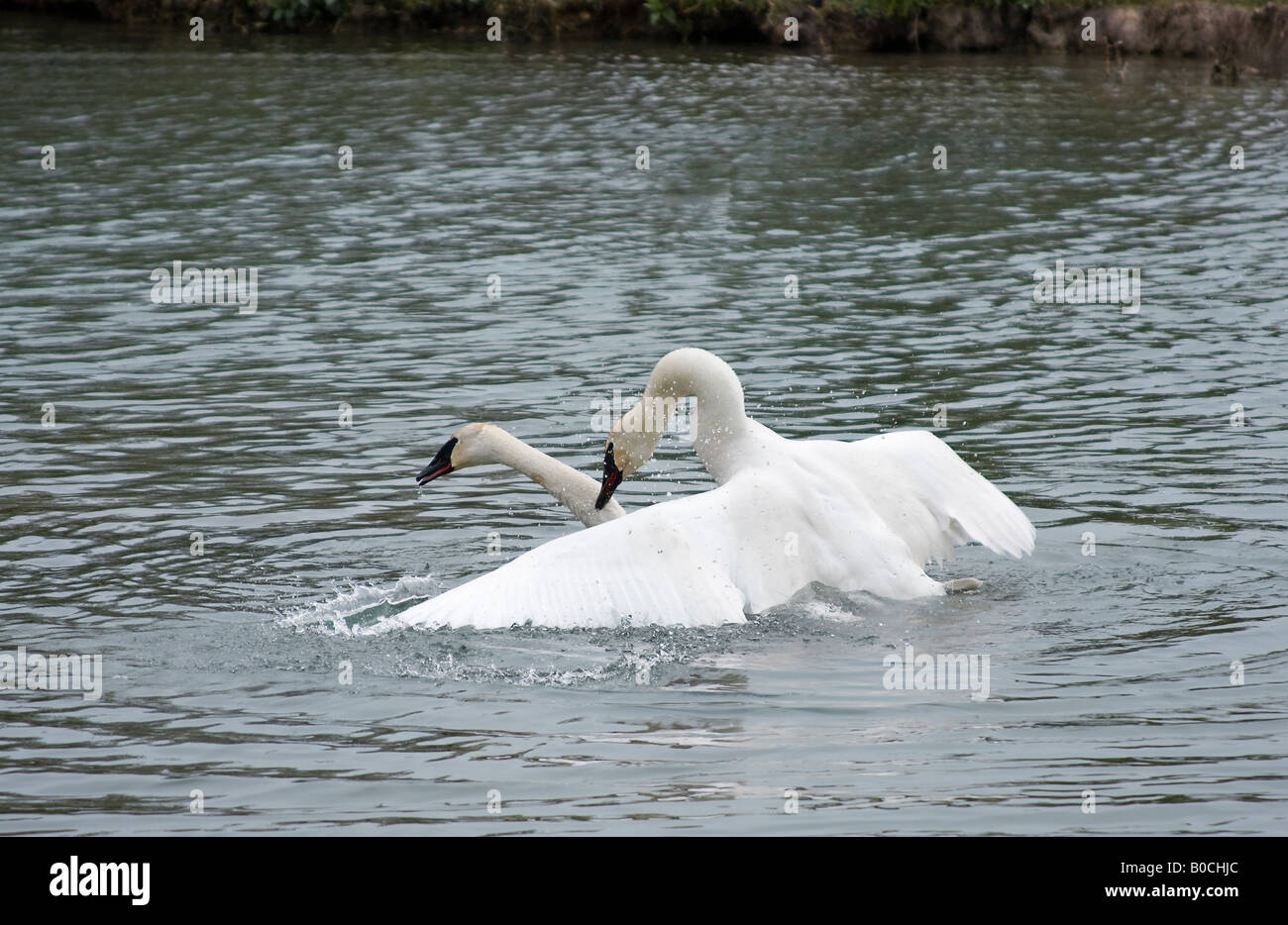 Trumpeter swans mating Stock Photo - Alamy