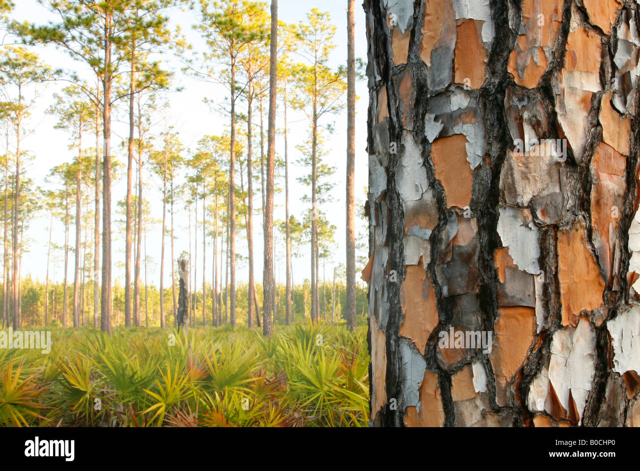 Slash Pine (Pinus elliottii) and Palmetto at sunrise, Okefenokee swamp National Wildlife Refuge, Georgia Stock Photo
