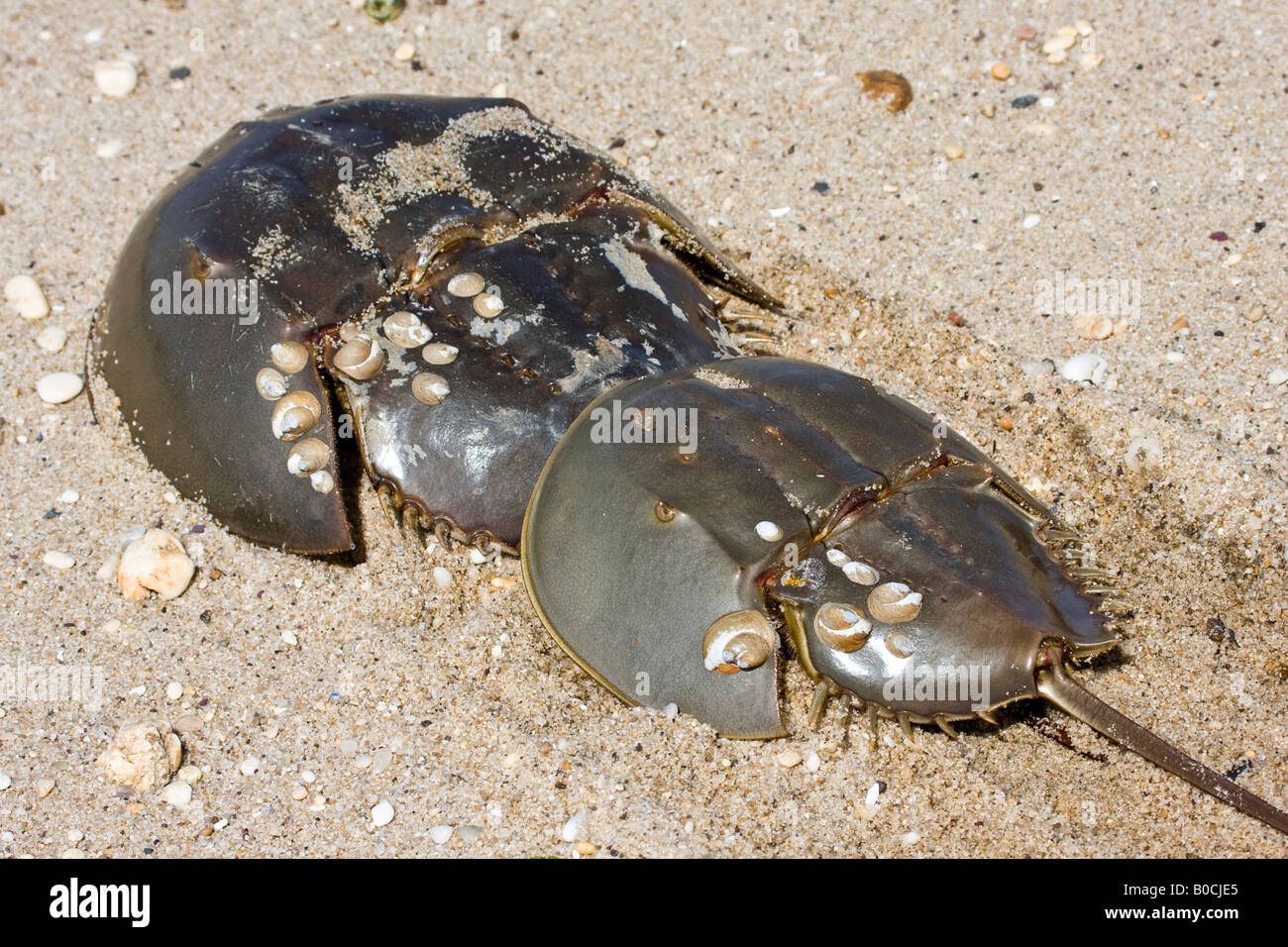 Horseshoe crabs hires stock photography and images Alamy