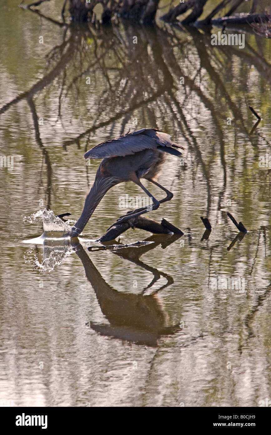 Great Blue Heron catching fish Stock Photo