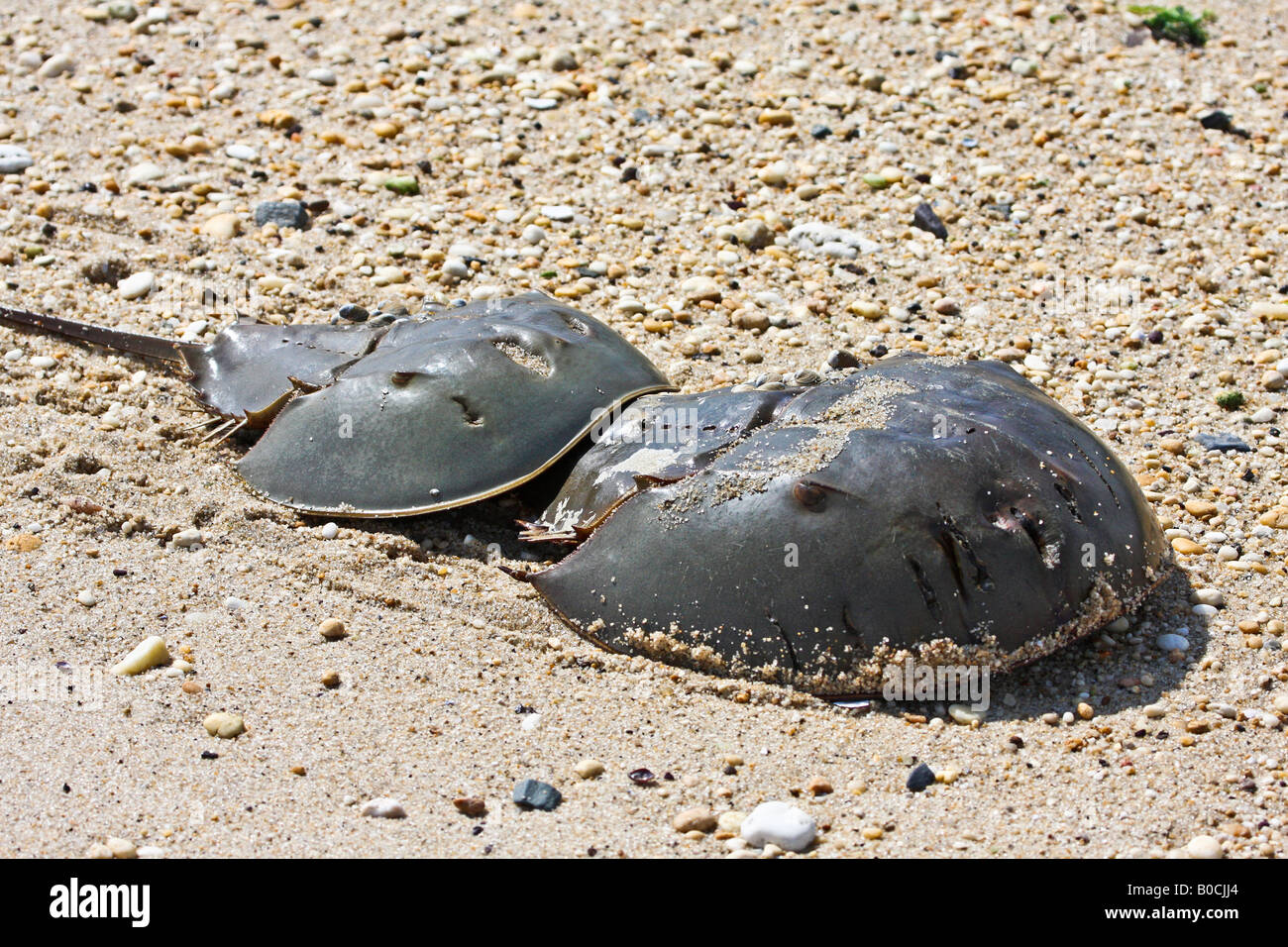Horseshoe Crabs spawning and crawling in the sand Stock Photo Alamy