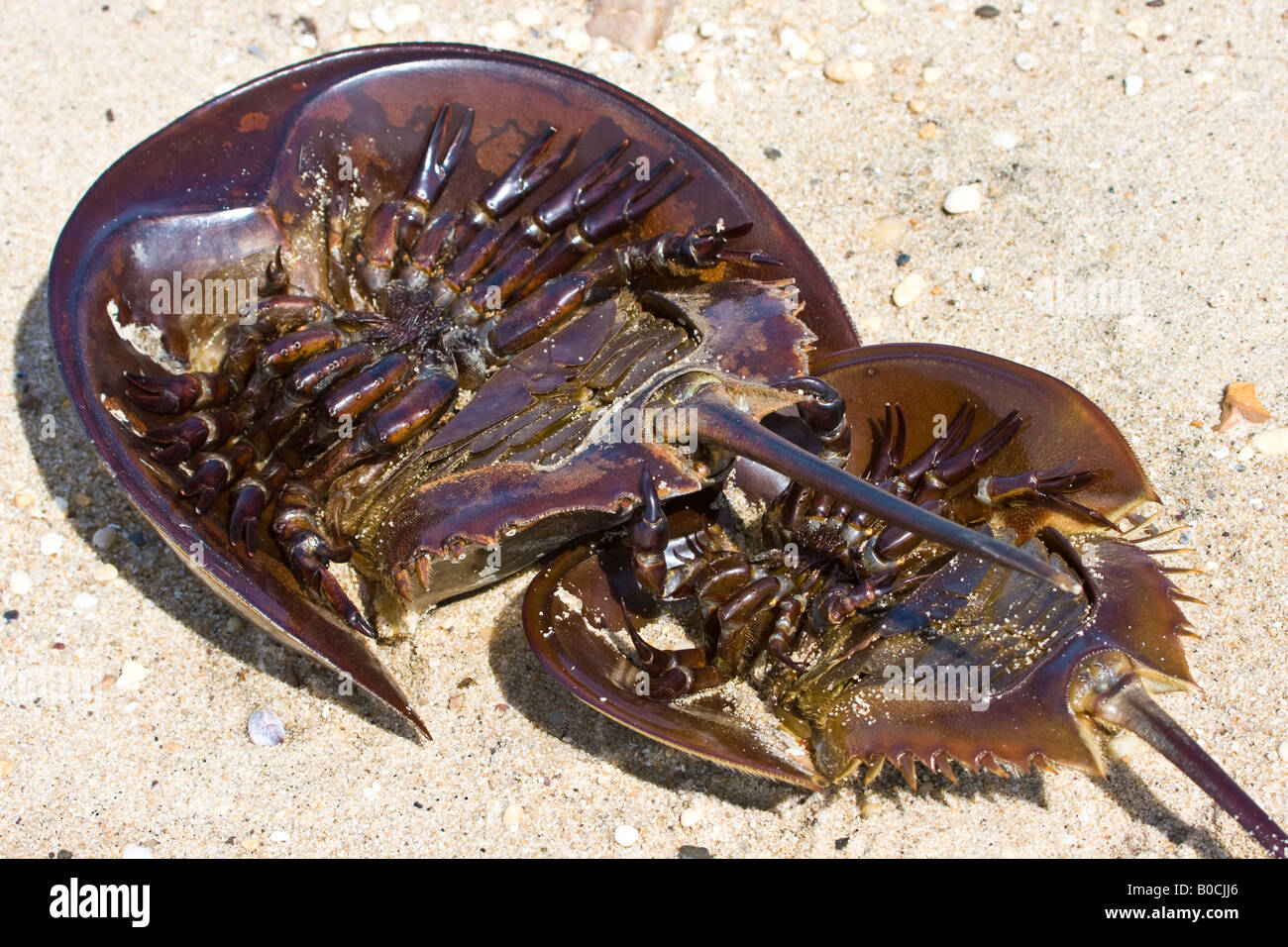 Horseshoe crabs hires stock photography and images Alamy