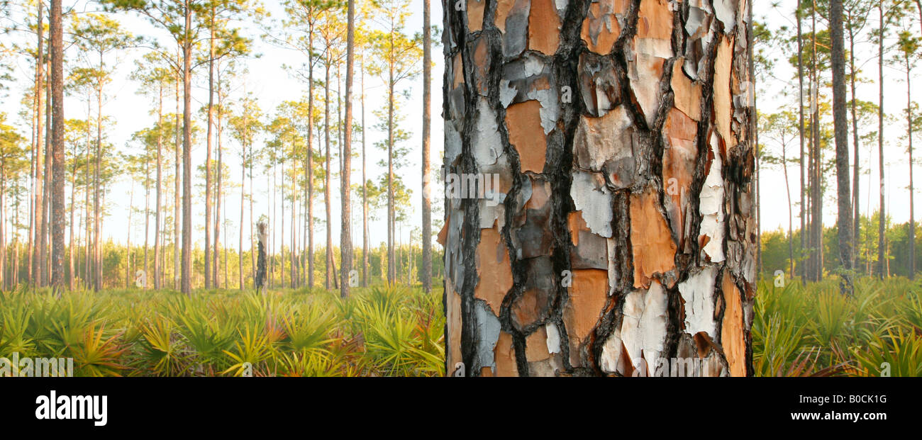 Slash Pine (Pinus elliottii) and Palmetto at sunrise, Okefenokee swamp National Wildlife Refuge, Georgia Stock Photo
