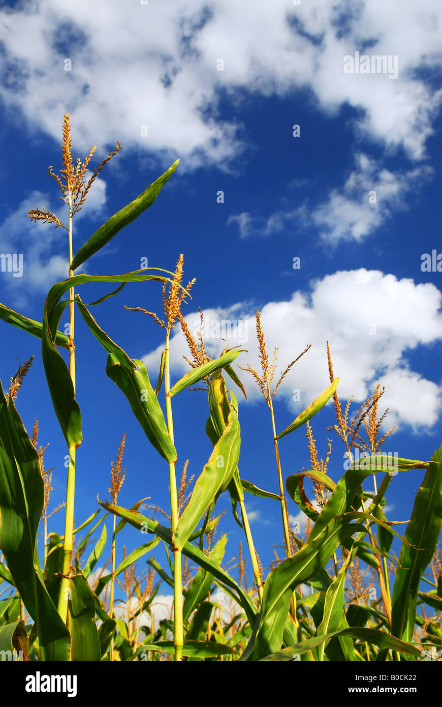 Farm field with growing corn under blue sky Stock Photo - Alamy
