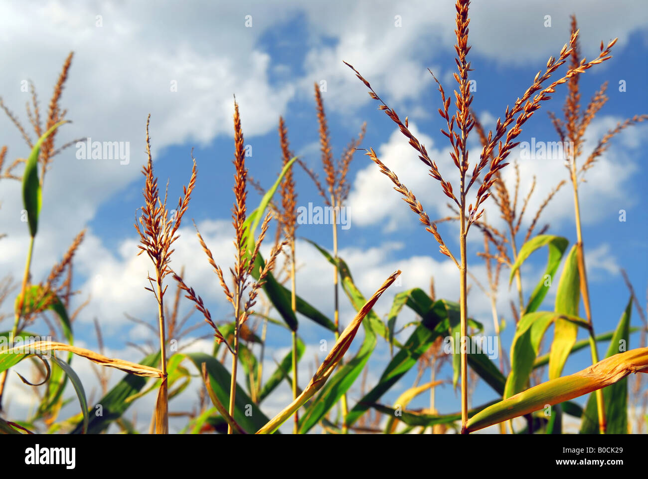 Farm field with growing corn under blue sky Stock Photo - Alamy