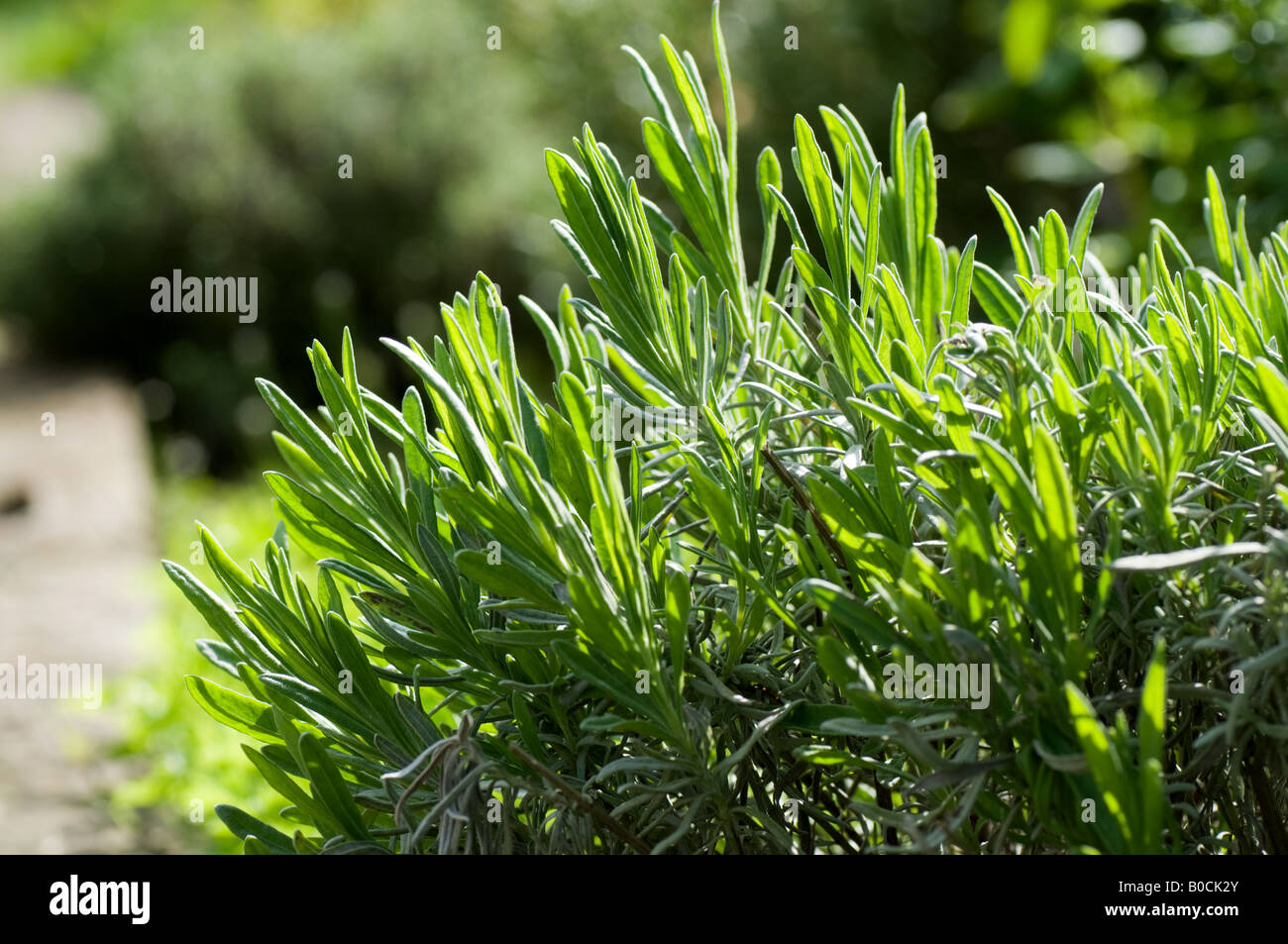 Young lavender shoots in the afternoon sun Stock Photo