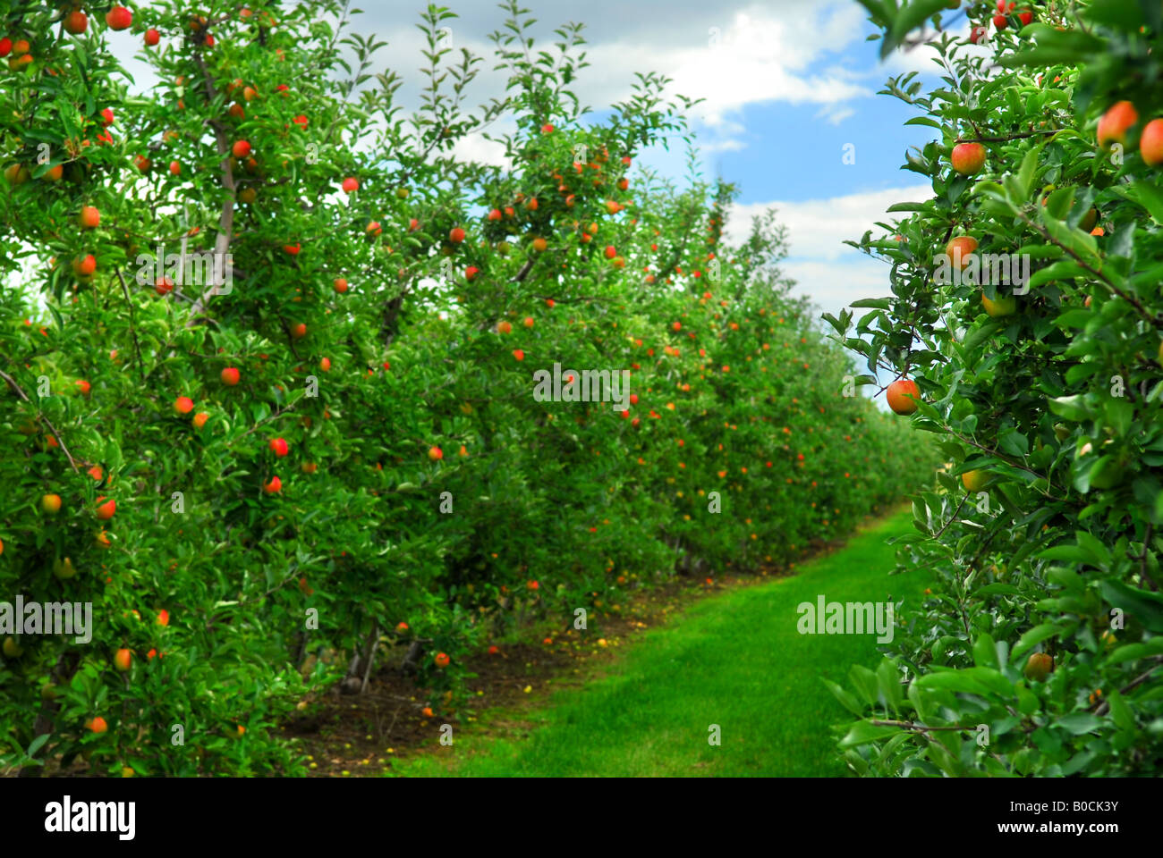 Growing apples in orchard hi-res stock photography and images - Alamy
