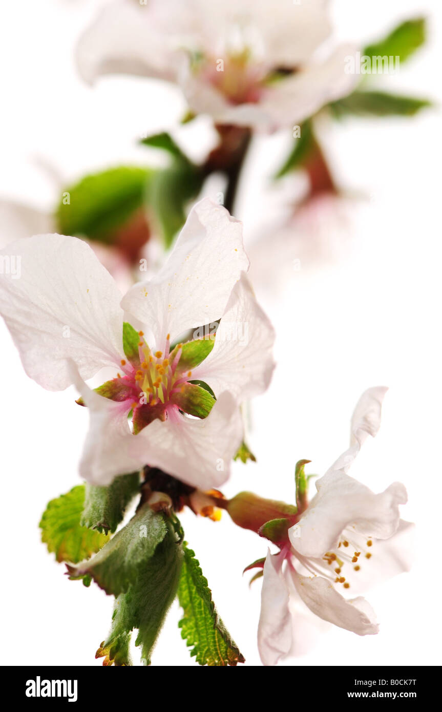 Macro of pink cherry blossoms isolated on white background Stock Photo ...
