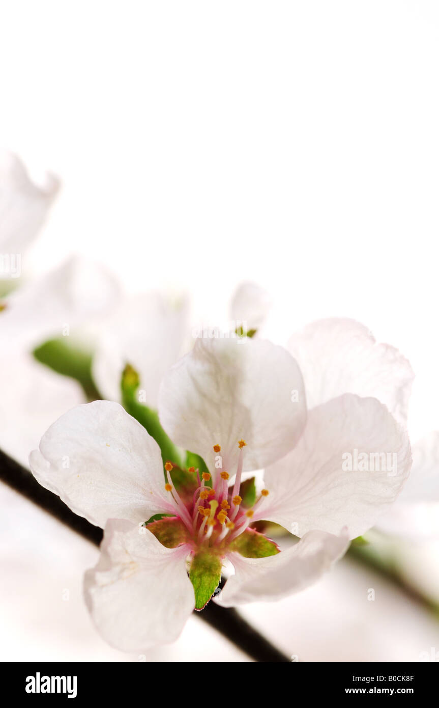 Macro of pink cherry blossoms isolated on white background Stock Photo ...