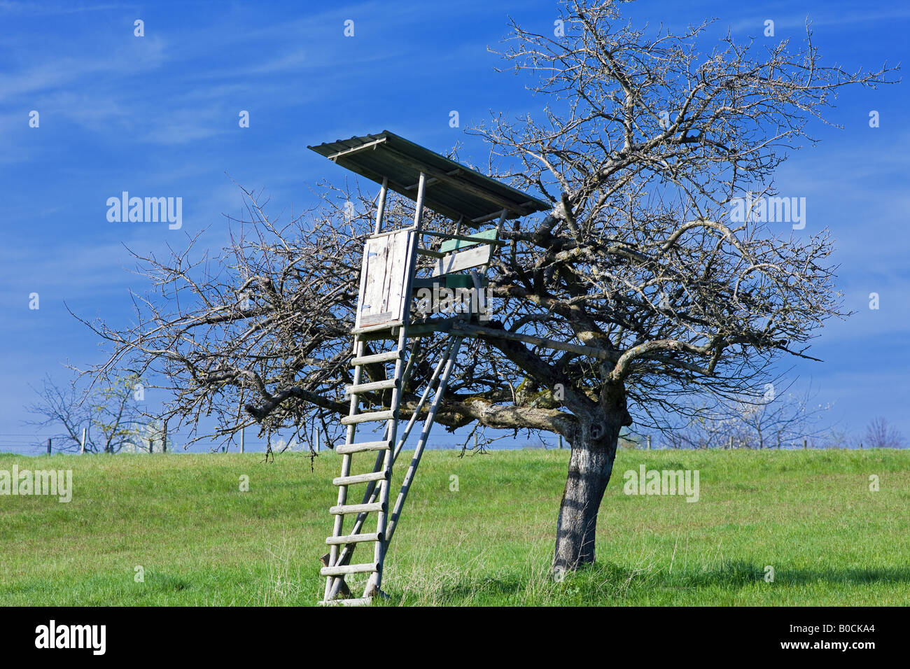 Ladder Against Tree Ladder leaning against tree hi-res stock photography and images - Alamy