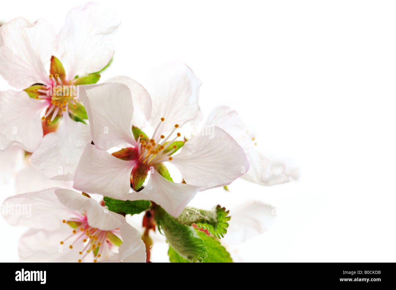 Macro of pink cherry blossoms isolated on white background Stock Photo ...