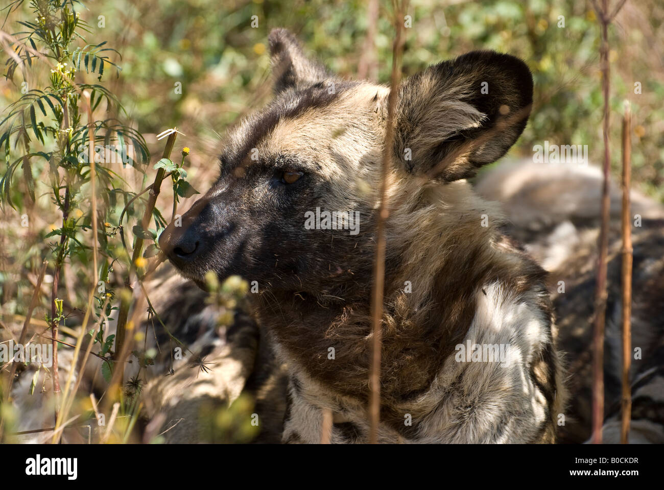 Wild Dog hiding in the Bush Stock Photo