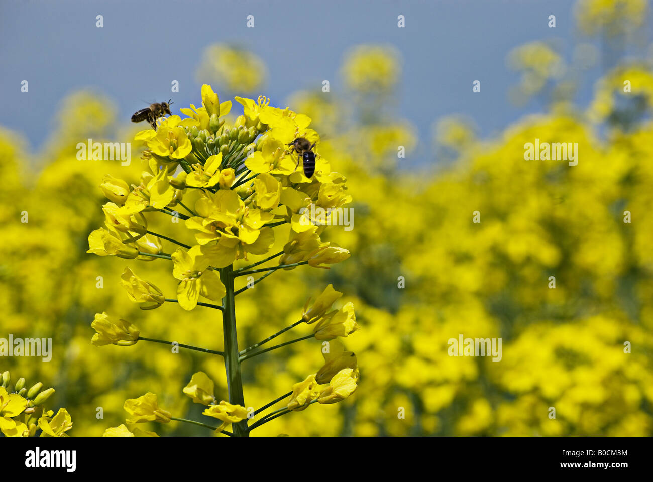 Honey bees gathering nectar on Rapeseed flower near Neuchatel, Switzerland, by Charles W. Lupica Stock Photo