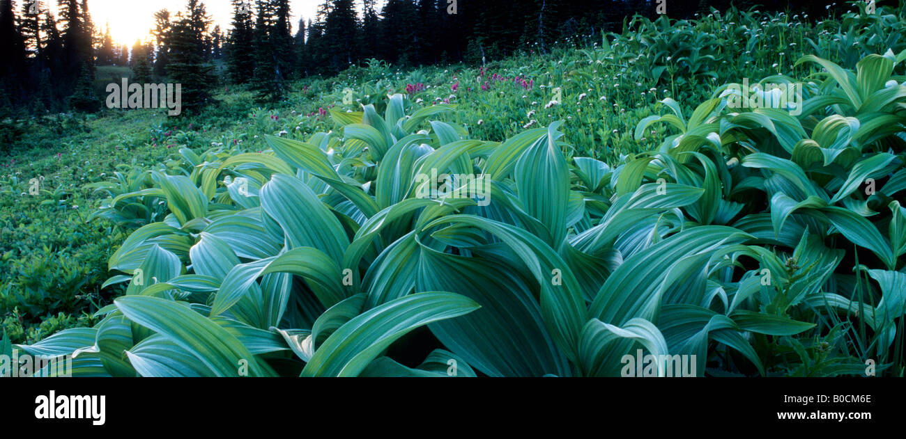Veratrum viride (Indian Poke, Indian Hellebore, False Hellebore, Green False Hellebore corn lily ) Mt Rainier National Park, WA Stock Photo