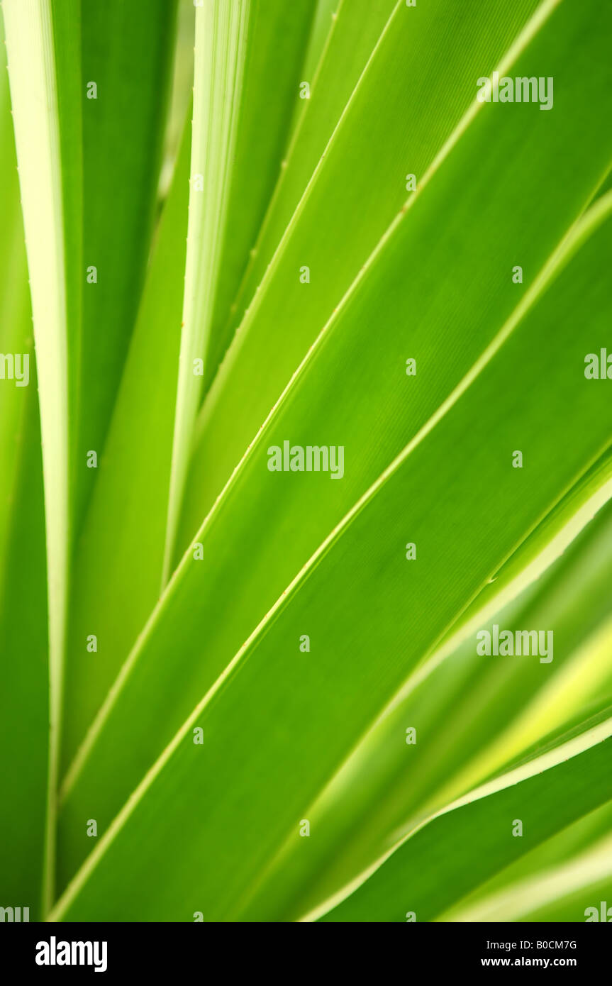 Closeup on green leaves of tropical plant Stock Photo - Alamy