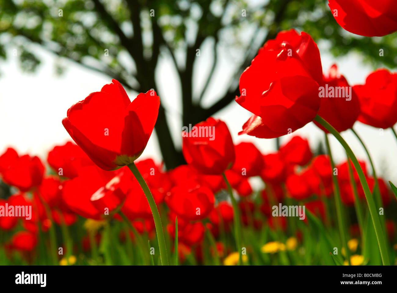 Red tulips flowers blooming in a spring field Stock Photo - Alamy