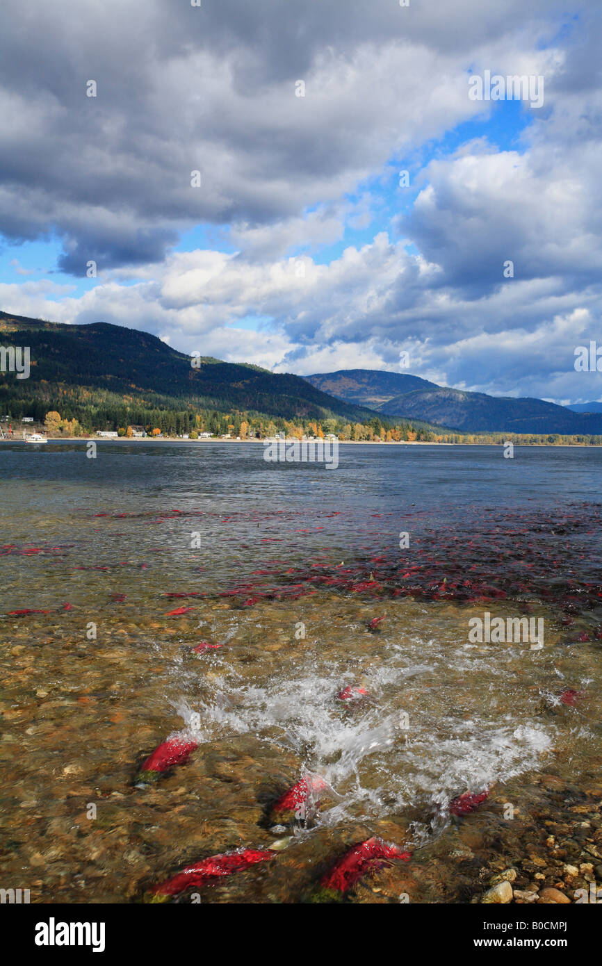 Sockeye salmon, Adams River, Canada Stock Photo Alamy
