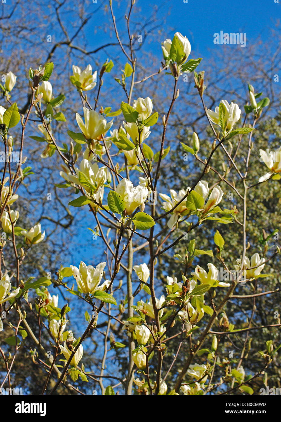 Magnolia denudata ‘Yellow River’ Stock Photo - Alamy