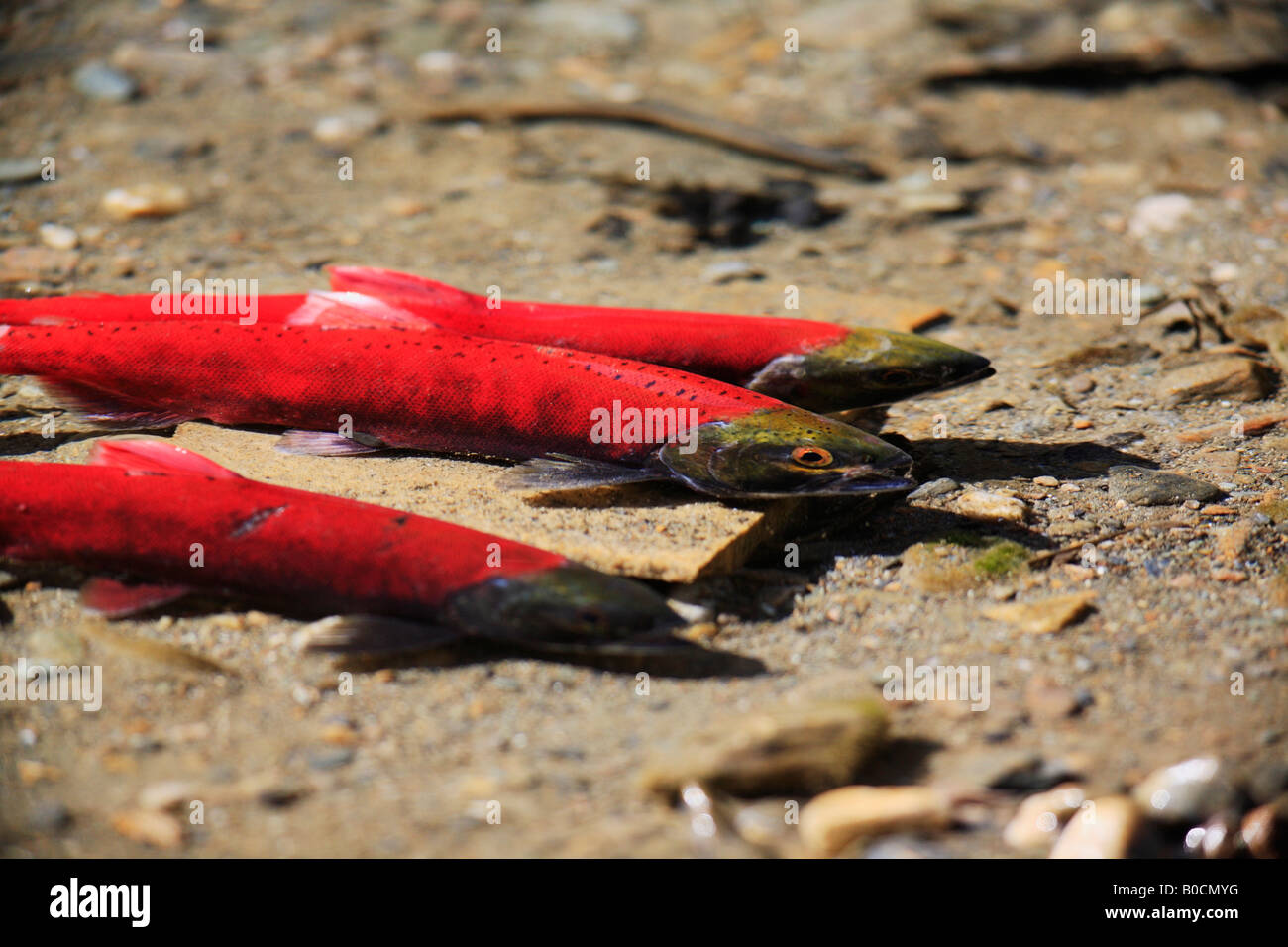 Kokanee hi-res stock photography and images - Page 2 - Alamy
