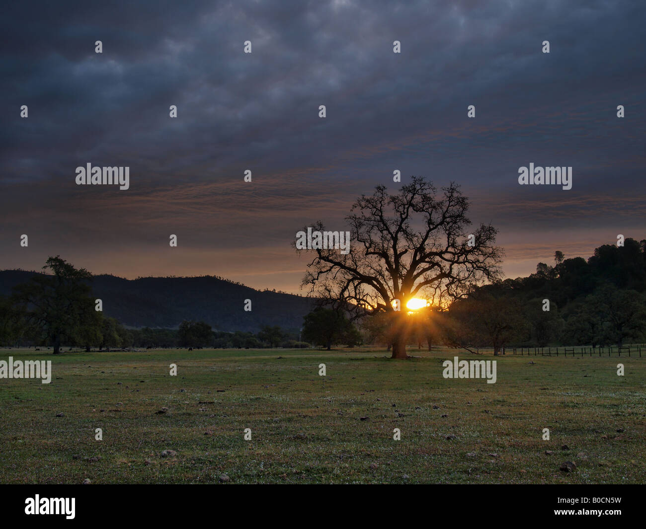 Sunrise oak tree hi-res stock photography and images - Alamy