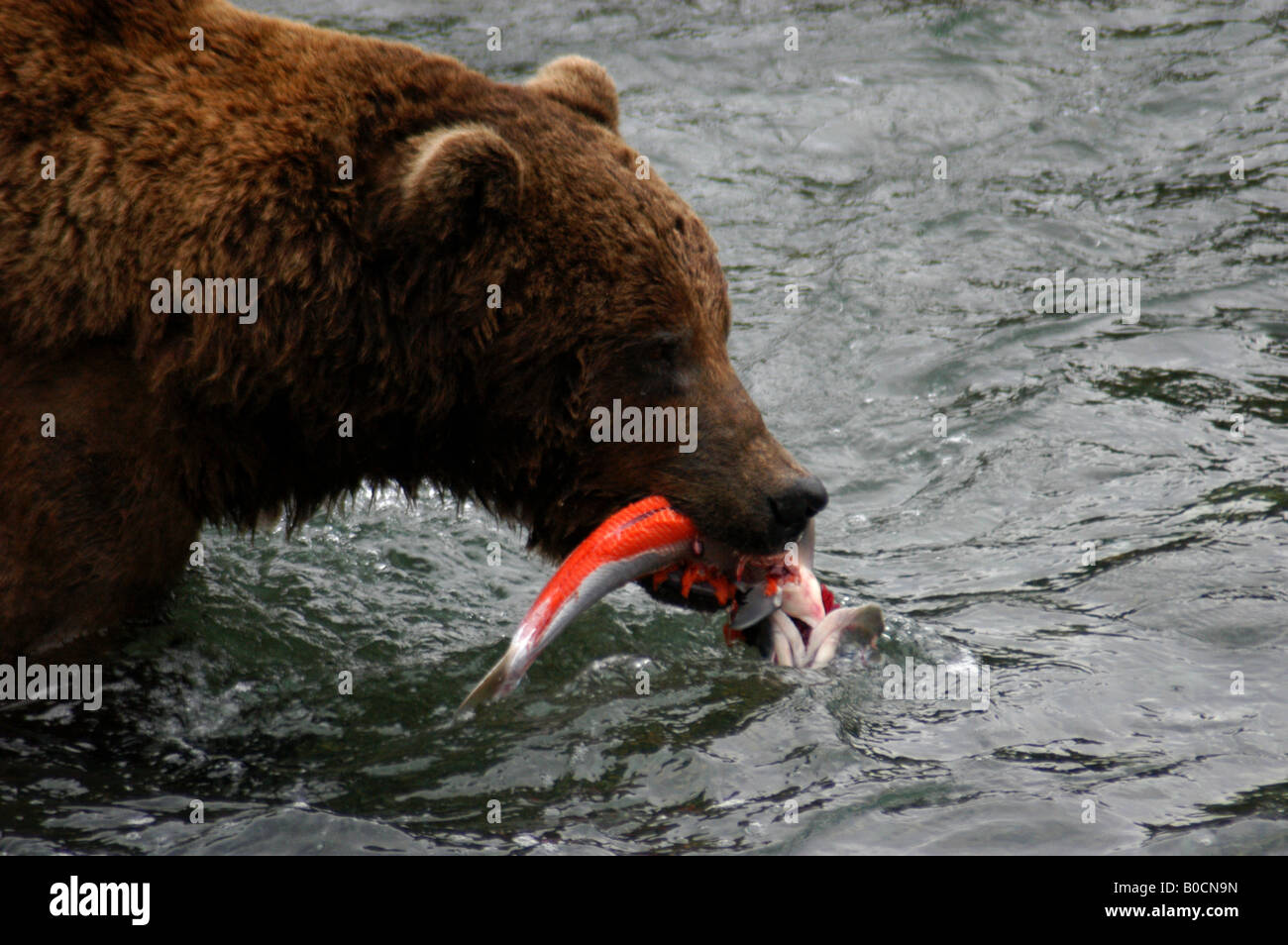 Grizzly bear at Brooks Falls, Katmai National Park, Alaska Stock Photo