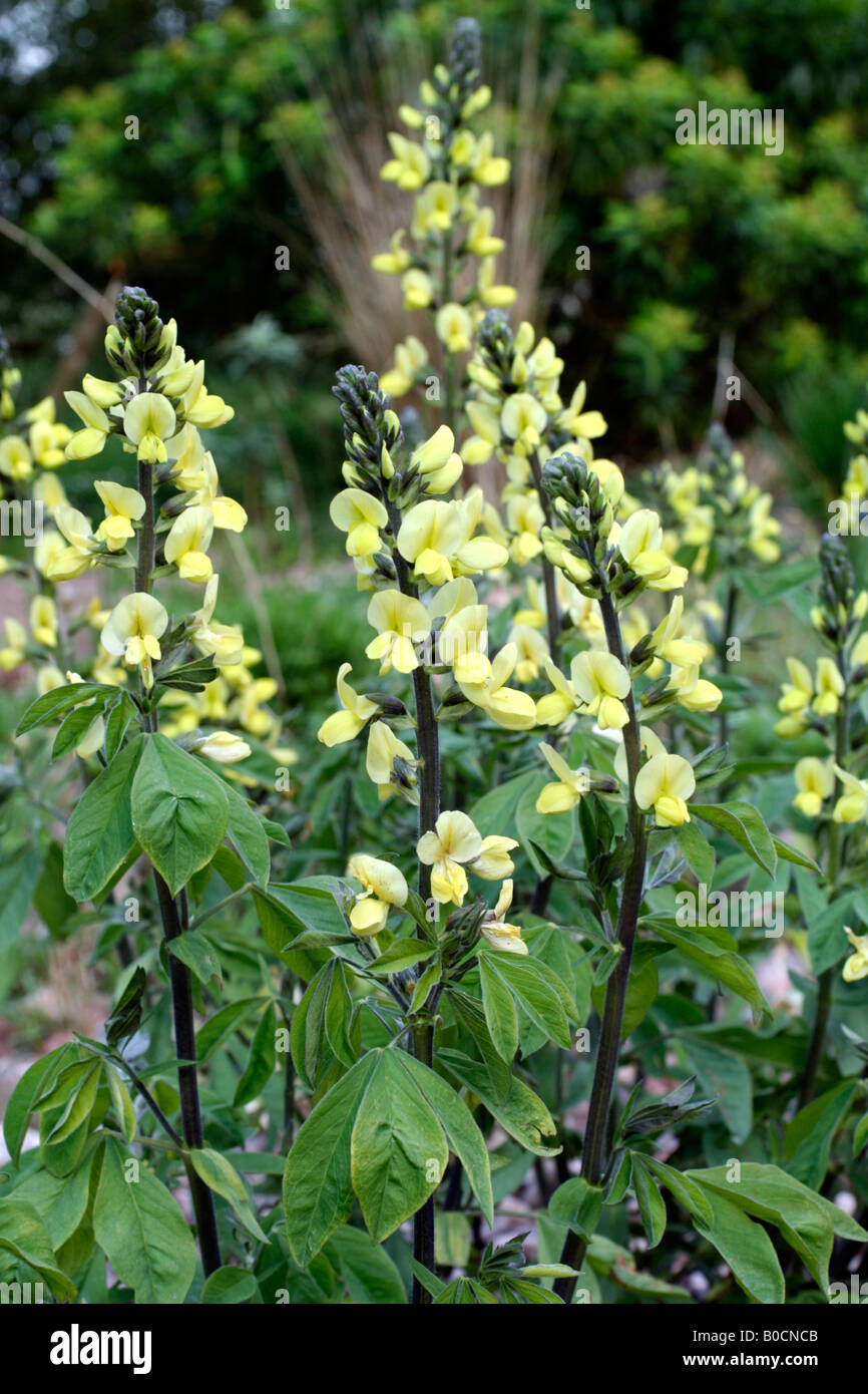 THERMOPSIS LUPINOIDES EARLY MAY Stock Photo