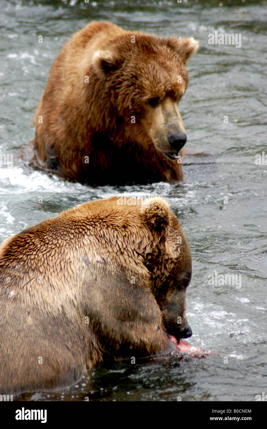 Grizzly bear at Brooks Falls, Katmai National Park, Alaska Stock Photo