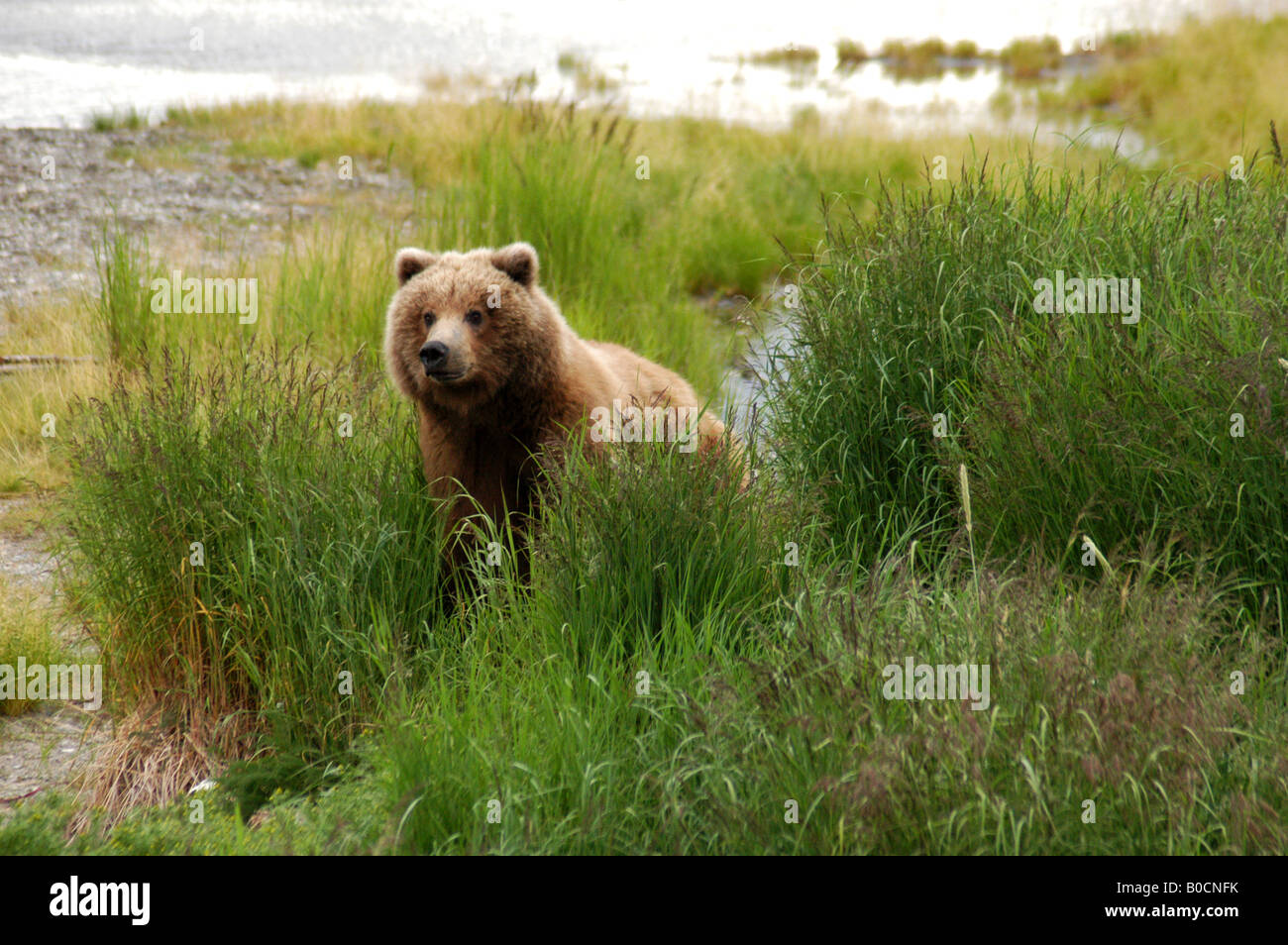 Grizzly bear at Brooks Falls, Katmai National Park, Alaska Stock Photo