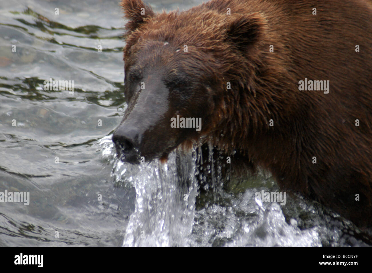 Grizzly bear at Brooks Falls, Katmai National Park, Alaska Stock Photo