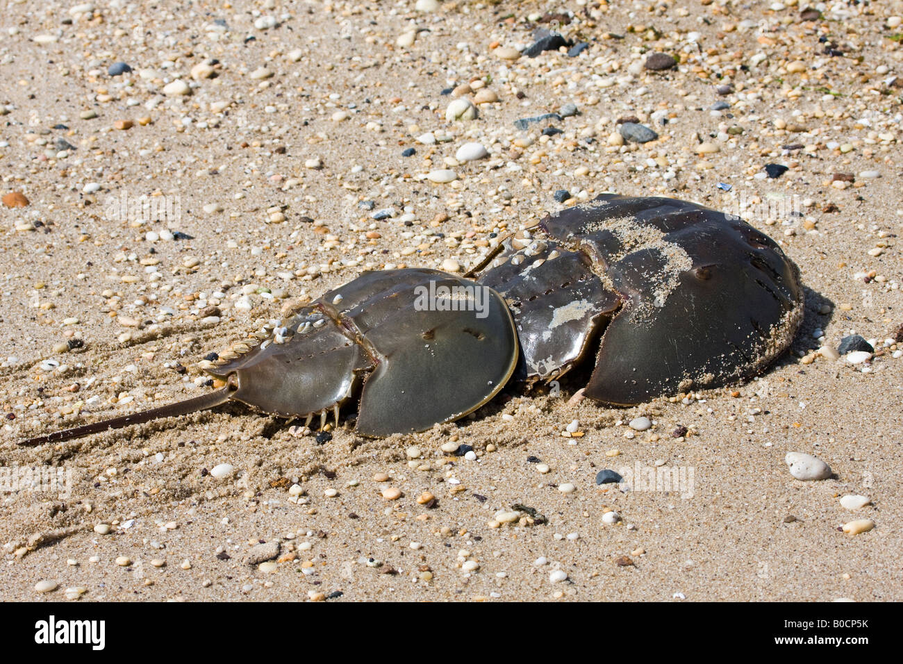 Horseshoe Crabs spawning and crawling in the sand Stock Photo