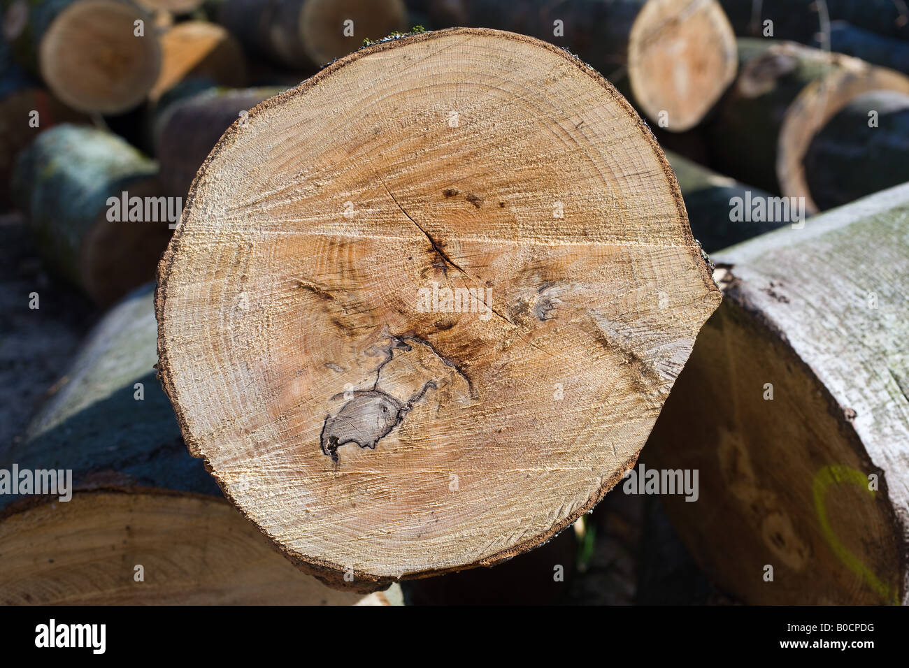 CROSS SECTION OF A BEECH TREE TRUNK SHOWING GROWTH RINGS ALSACE FRANCE Stock Photo