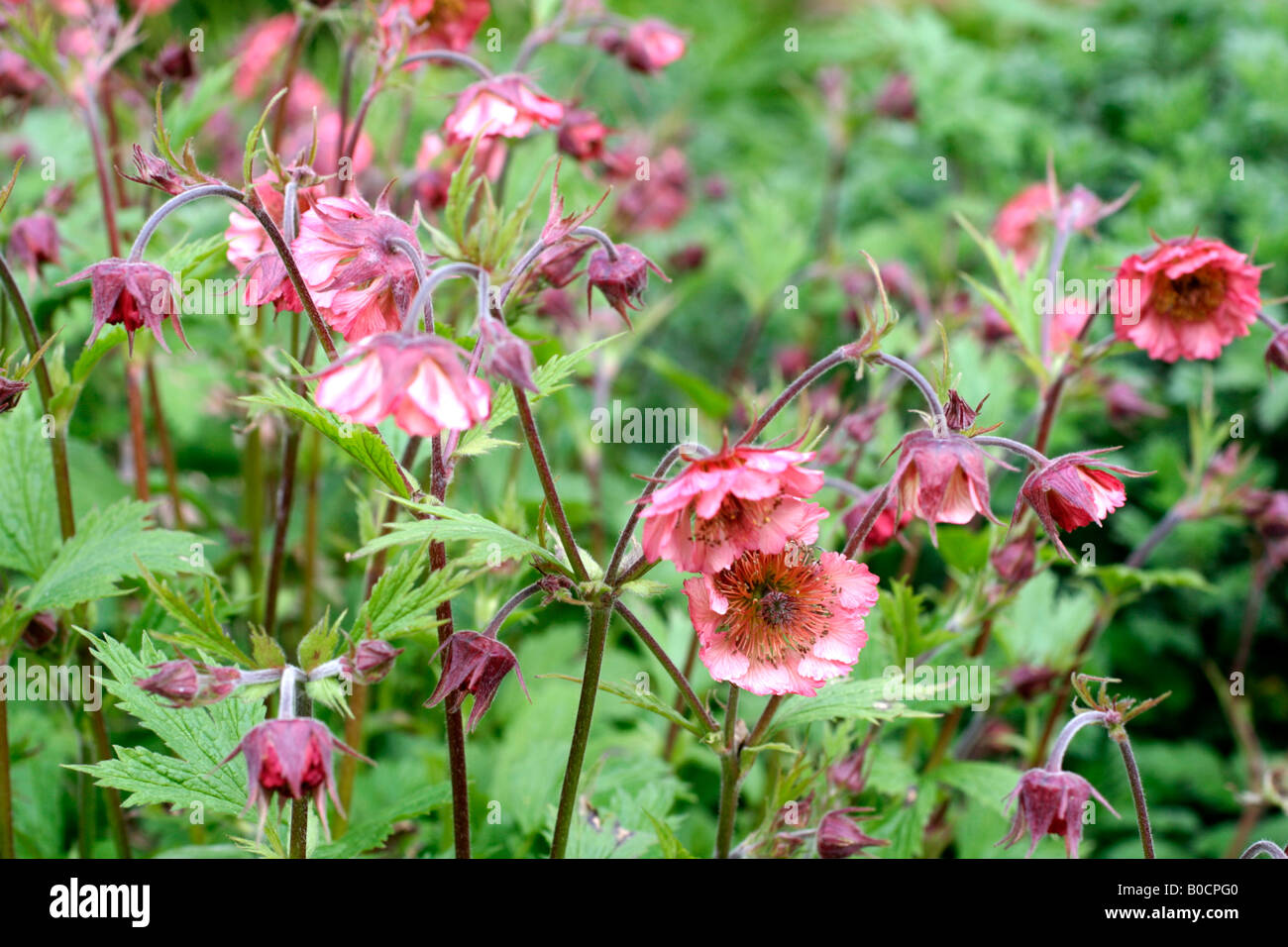 GEUM RIVALE BELL BANK EARLY MAY Stock Photo