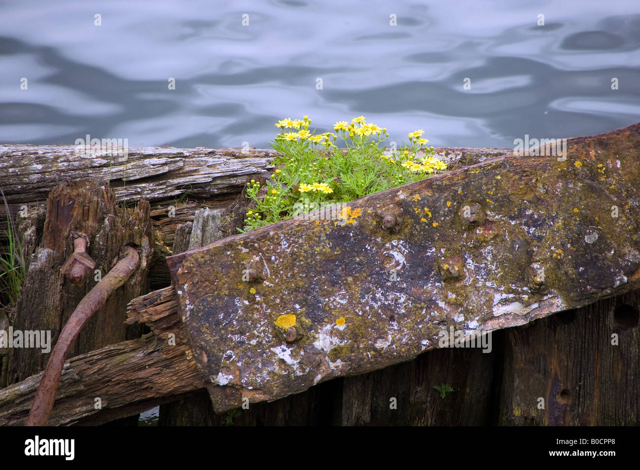 part of derelict pier with weeds Stock Photo