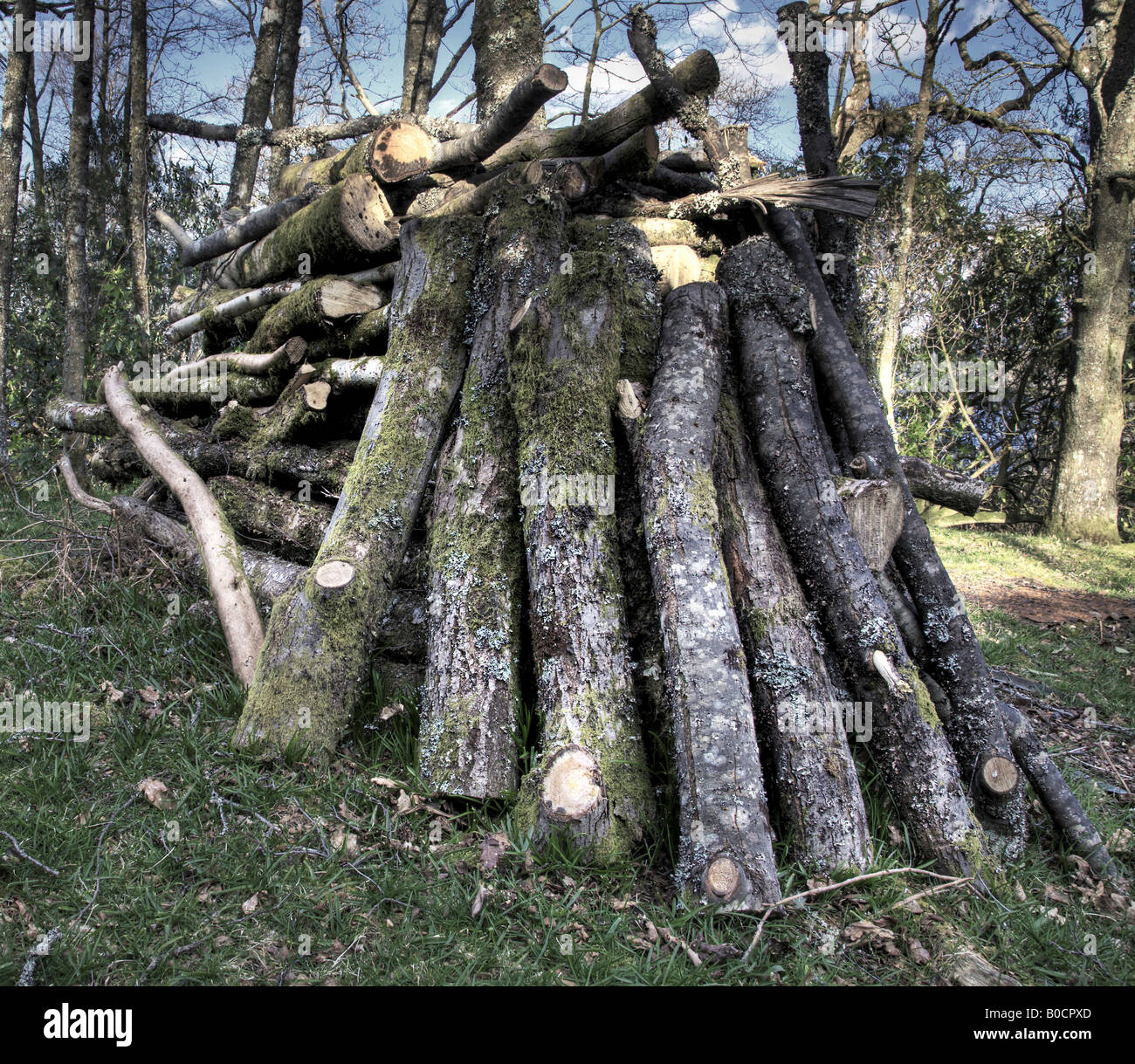 Pile cut branches stack logs hi-res stock photography and images - Alamy