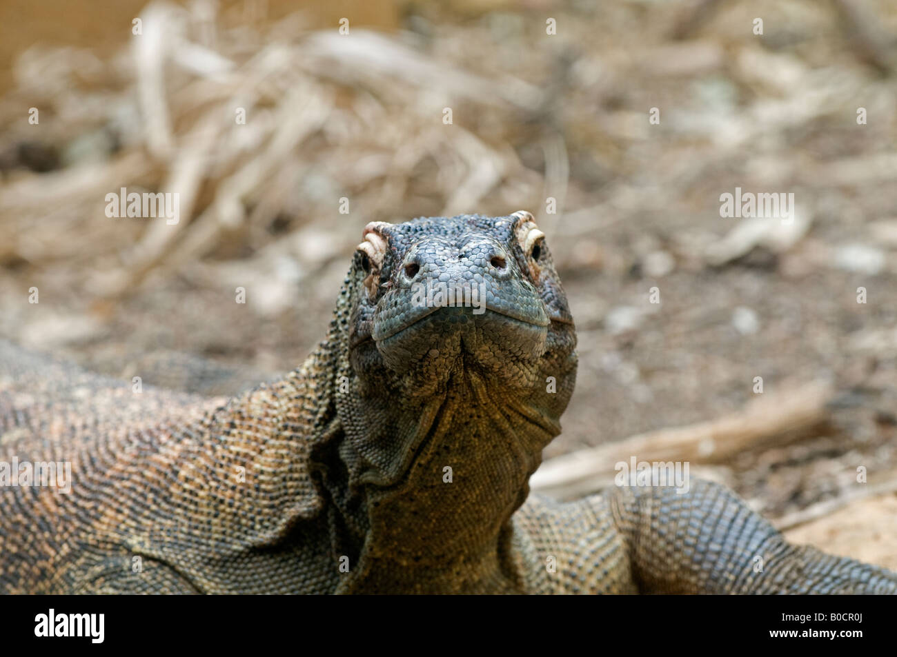 Komodo Dragon: Varanus komodoensis Stock Photo