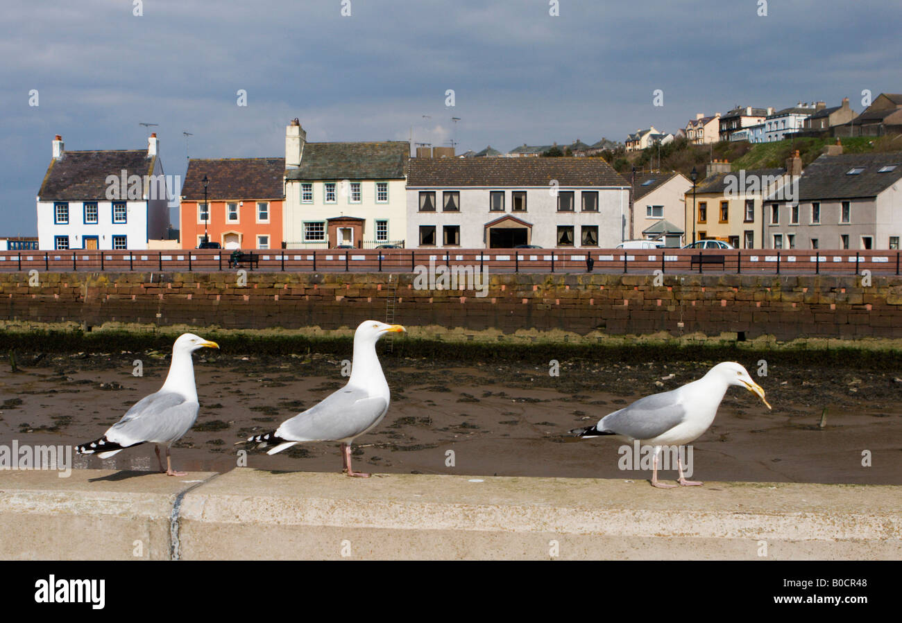 Three seagulls on the river wall at Maryport, Cumbria, England, UK Stock Photo