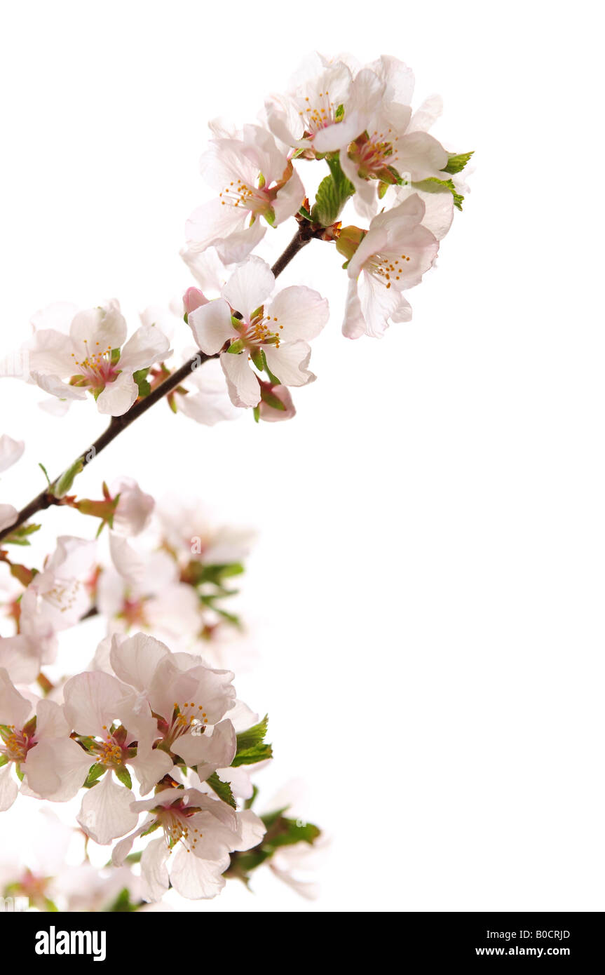 Branch with pink cherry blossoms isolated on white background Stock ...
