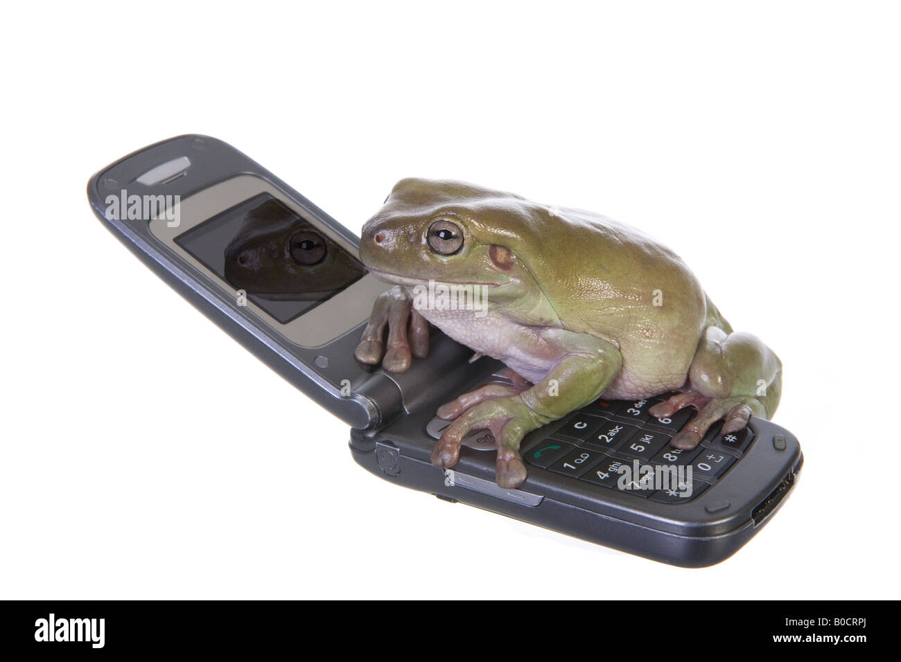 Dumpy Tree frog making a call on cell phone isolated on white background Stock Photo