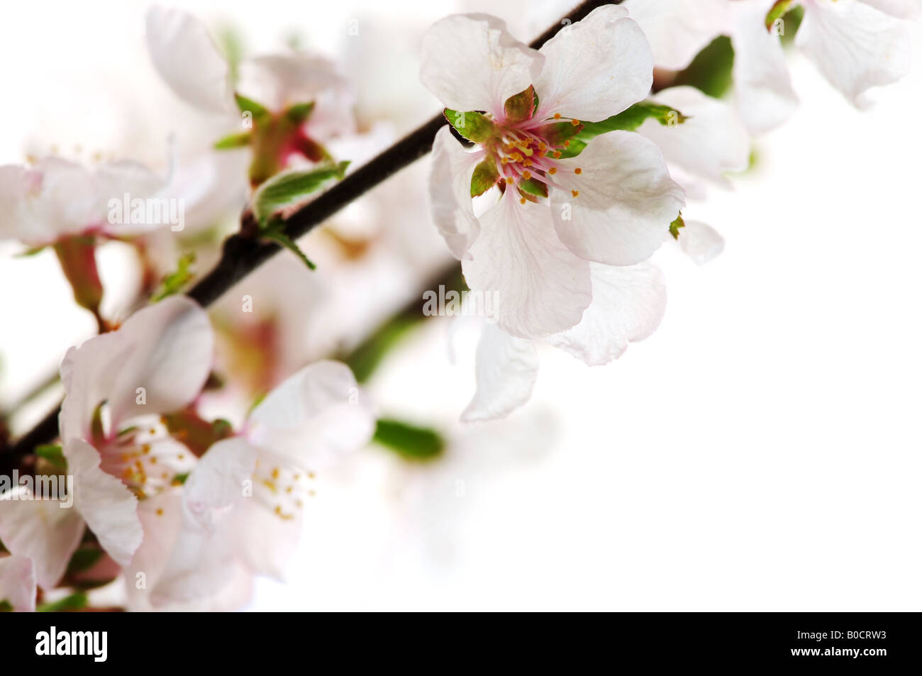 Macro of pink cherry blossoms isolated on white background Stock Photo ...